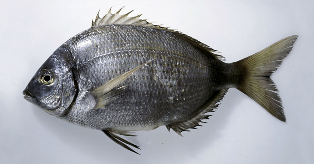 Brassen Küchengötter