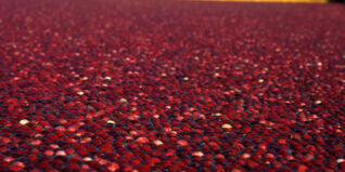 Cranberries Geschichte und Anbau
