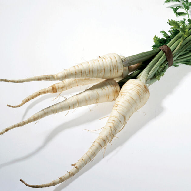 Petersilienwurzeln