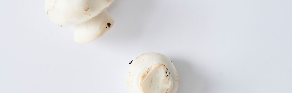 Champignons Champignons