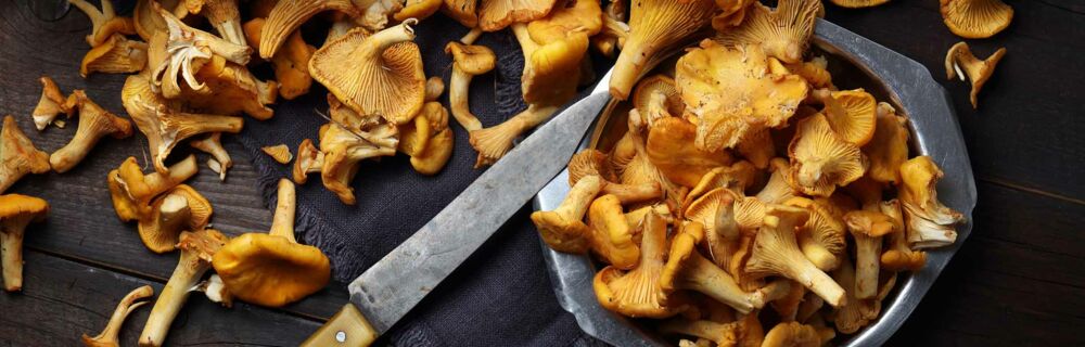 Pfifferlinge Pfifferlinge