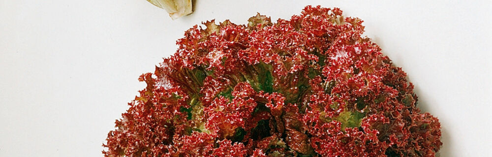 Lollo rosso Lollo rosso