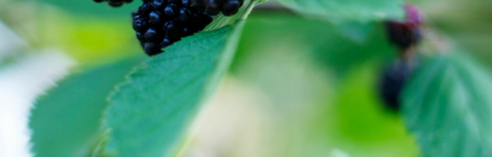 Brombeeren Brombeeren
