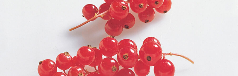 Johannisbeeren Johannisbeeren