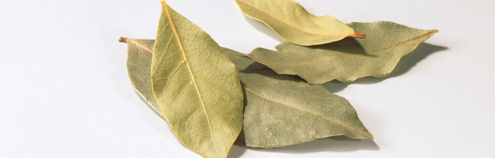 Lorbeerblätter Lorbeerblätter