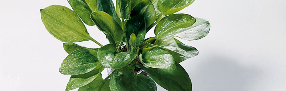 Sauerampfer Sauerampfer