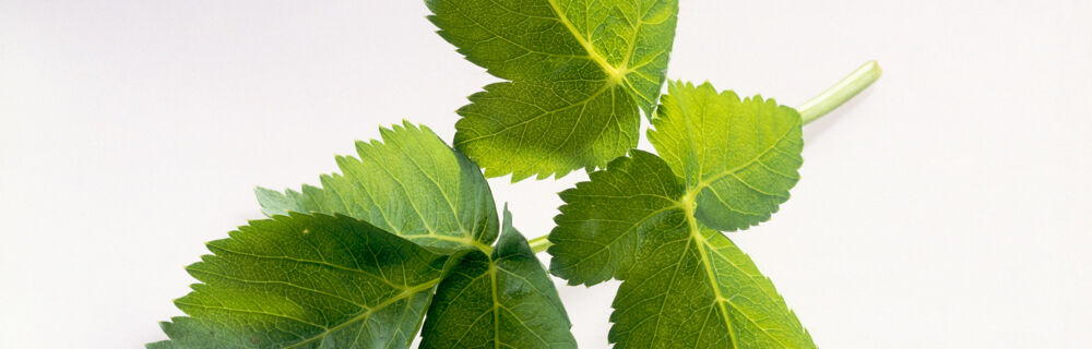 Minze wird vor allem in Cocktails verwendet. Minze