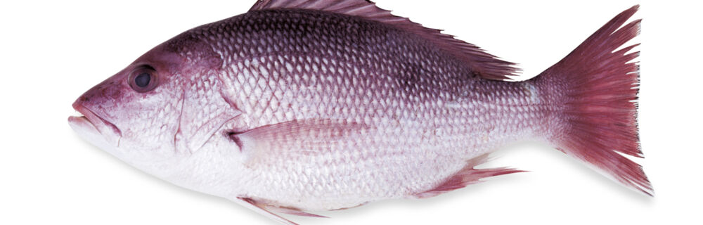 Red Snapper Red Snapper