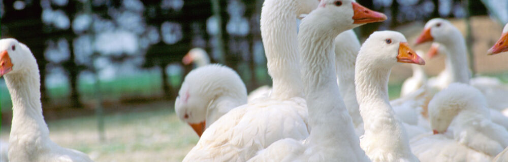 Geflügel Geflügel