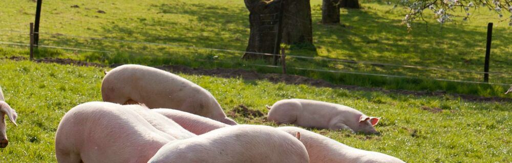 Fünf für...das Schwein Fünf für...das Schwein