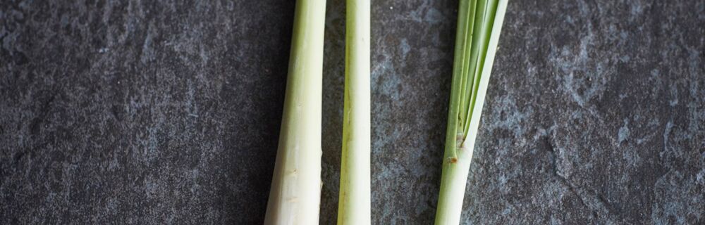 Zitronengras Zitronengras