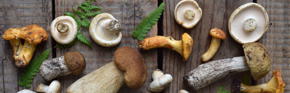 Frische Pilze Frische Pilze