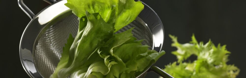 Endiviensalat Endiviensalat
