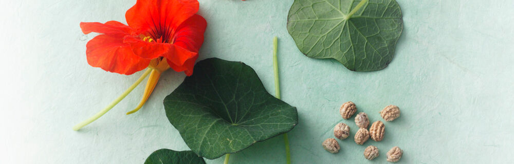 Kapuzinerkresse Kapuzinerkresse