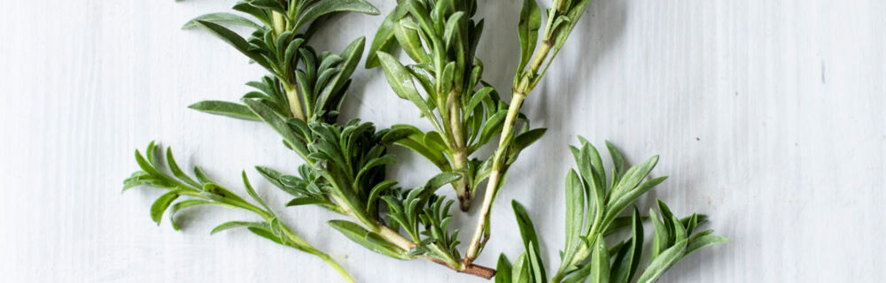 Bohnenkraut Bohnenkraut