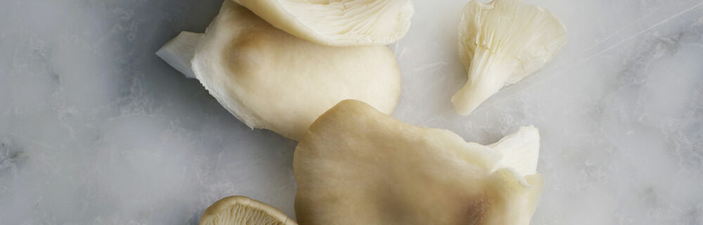 Austernpilze Austernpilze