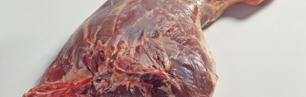 Wildschwein Wildschwein