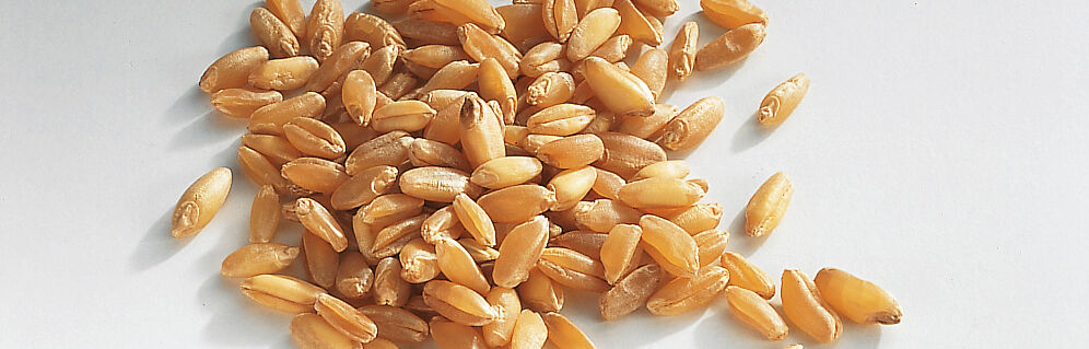 Hartweizen Hartweizen