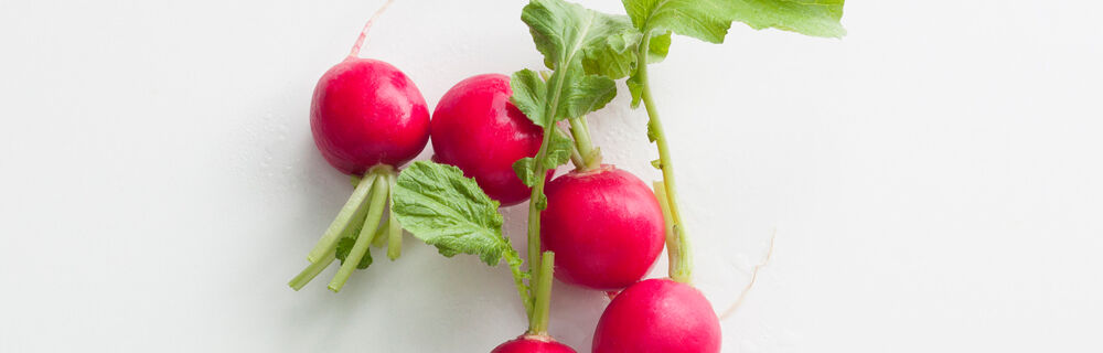 Frische Radieschen Frische Radieschen