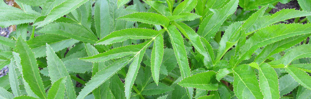 Garden Angelica Garden Angelica