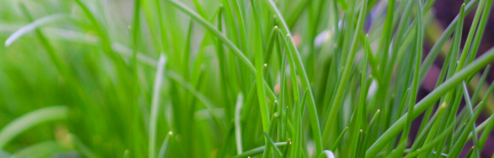 Schnittlauch schmeckt zart und lecker, in fast jedem Kräutergarten ist er zu finden. Schnittlauch