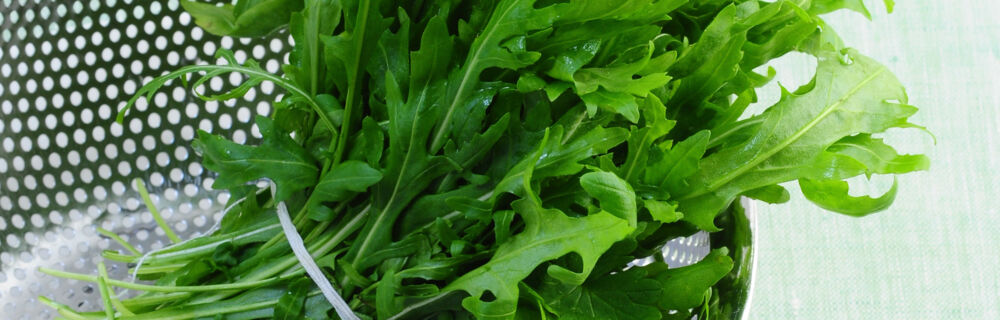 Beliebt unter all den Salatsorten ist besonders der Rucola. Rucola