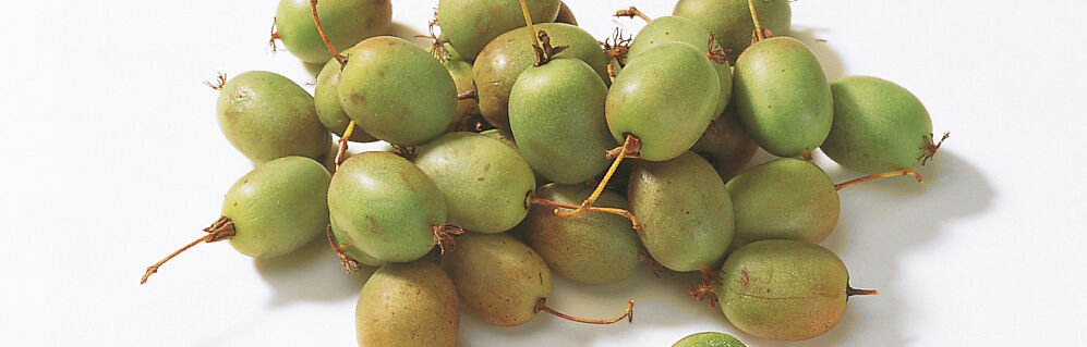 kiwibeeren kiwibeeren