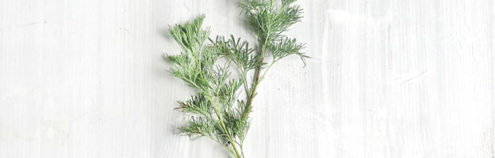 Cola-Kraut-warenkunde Cola-Kraut-warenkunde