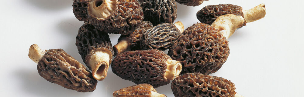 Seltene Pilze Morcheln Seltene Pilze Morcheln