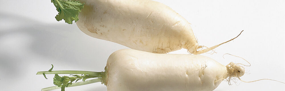 Zwei Rettiche auf weißem Hintergrund. Rettich