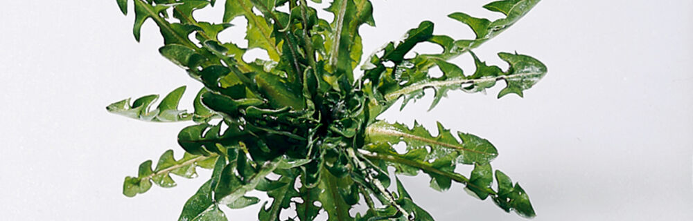 Löwenzahn Löwenzahn