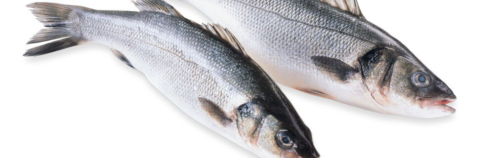 Wolfsbarsch Wolfsbarsch