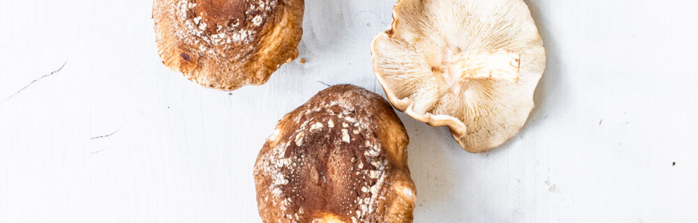 Shiitake-Pilze Shiitake-Pilze