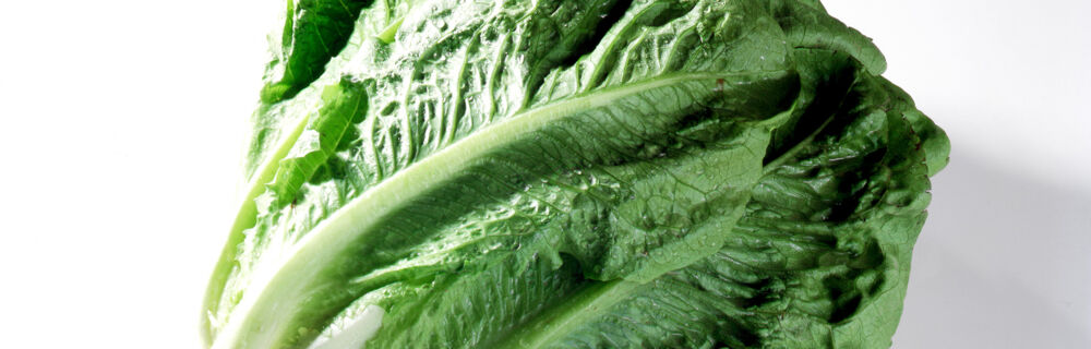 Römersalat Römersalat