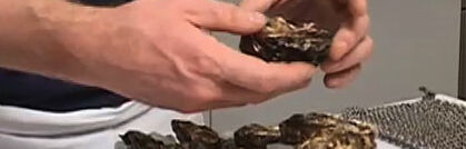 Austern richtig verzehrt Austern richtig verzehrt