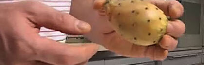 Kaktusfeigen und ihre Verwendungsmöglichkeiten Kaktusfeigen und ihre Verwendungsmöglichkeiten