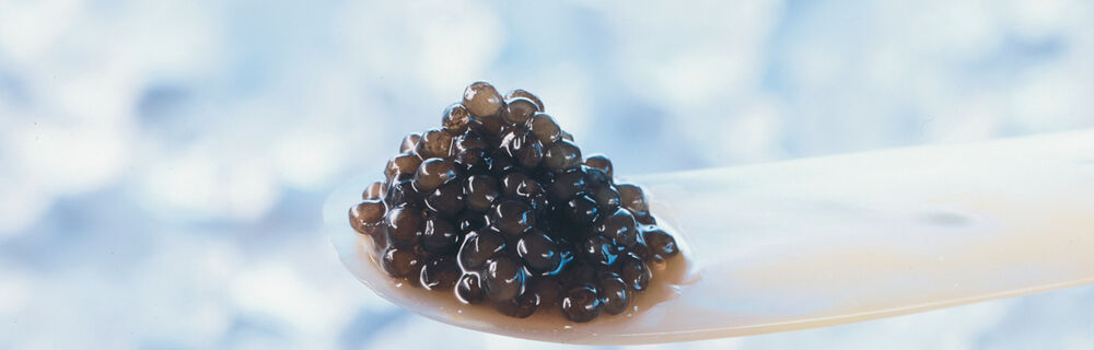 Sevruga_Kaviar Sevruga_Kaviar