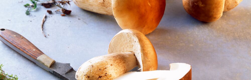 Steinpilze Steinpilze