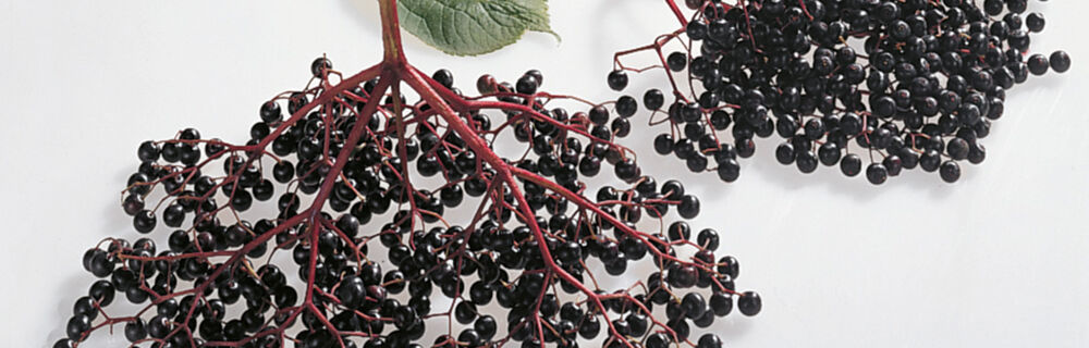 Holunderbeeren Holunderbeeren