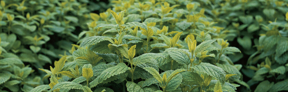 Zitronenmelisse Zitronenmelisse