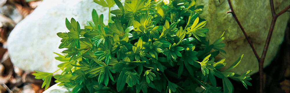 Waldmeister Waldmeister