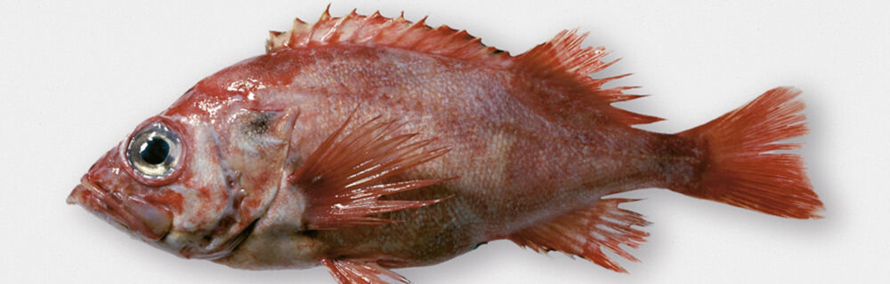 Rotbarsch Rotbarsch