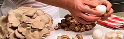 Die Vielfalt der Pilze auf einen Blick Die Vielfalt der Pilze auf einen Blick