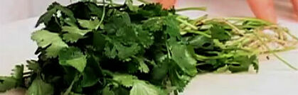 Koriander richtig putzen und verarbeiten Koriander richtig putzen und verarbeiten