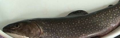 Fisch in Alufolie Fisch in Alufolie