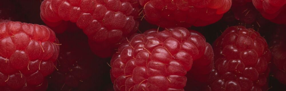 Fruchtig, frisch und lecker - das sind Himbeeren. Himbeeren