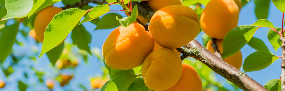 Unsere Lieblingsrezepte im Juli Unsere Lieblingsrezepte im Juli