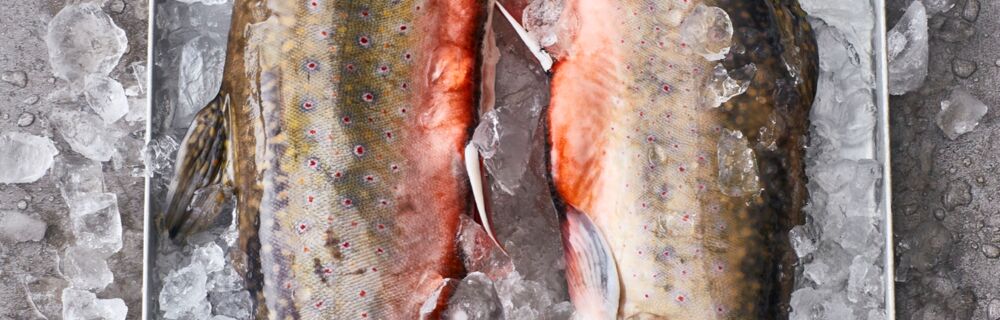 Frischer Fisch Frischer Fisch