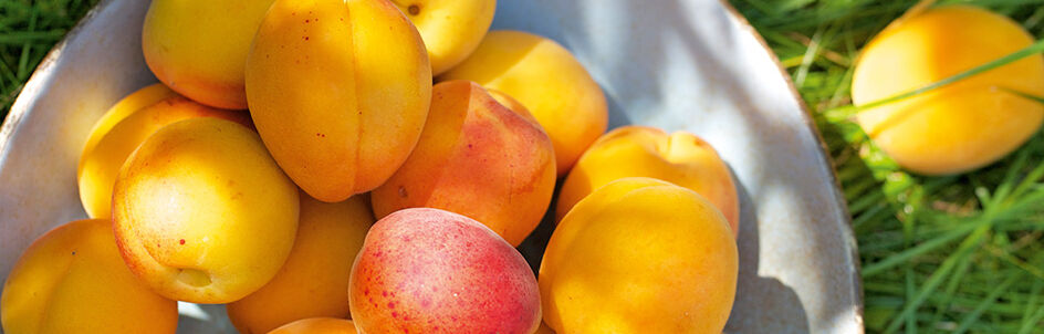 Aprikosen Rezepte Aprikosen Rezepte