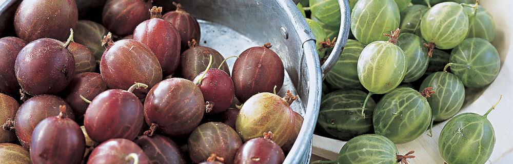 rote und grüne Stachelbeeren Stachelbeeren Unterseite Rezepte Warenkunde